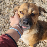 20251126-fotos-millie-09