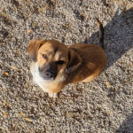 20251126-fotos-millie-10