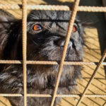 20251126-fotos-ramona-1