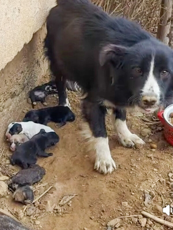 20251226-news-weihnachtswunder-1