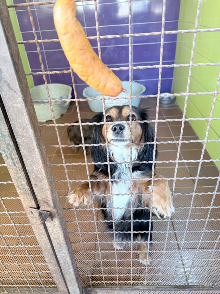 20251228-fotos-bobisha-1