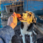 20252228-fotos-loara-1