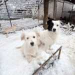 20260105-fotos-pupin-02