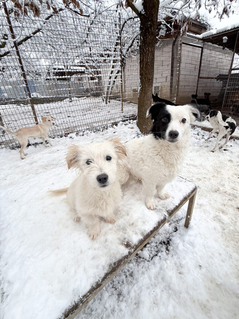 20260105-fotos-pupin-02