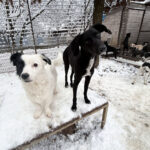 20260105-fotos-pupin-06