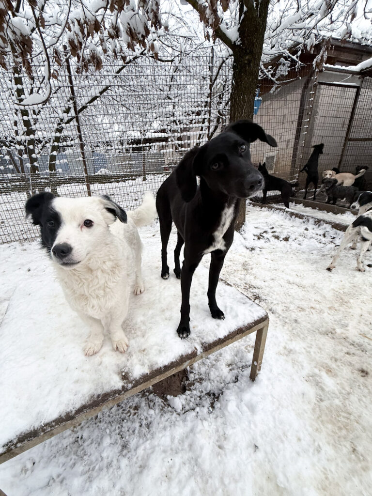 20260105-fotos-pupin-06