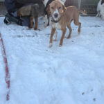 20260108-fotos-bark-6