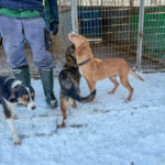 20260108-fotos-bark-8