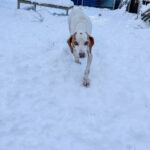 20260108-fotos-fico-1