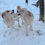 20260108-fotos-lima-1