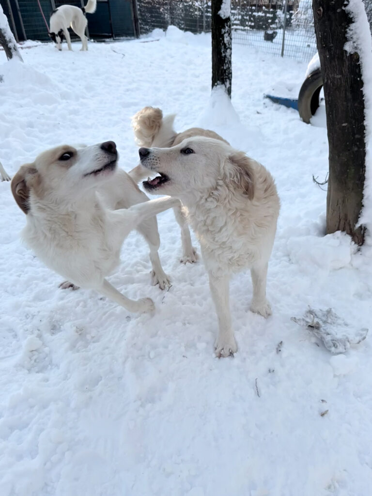 20260108-fotos-maxim-1