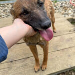 20250415-fotos-nisha-11