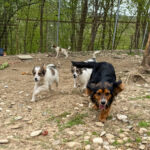 20250420-fotos-bobisha-1