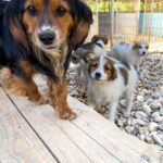 20250420-fotos-bobisha-2