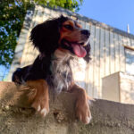 20250805-fotos-bobisha-2