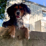 20250805-fotos-bobisha-3