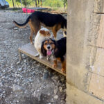 20250805-fotos-bobisha-4