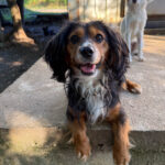 20250805-fotos-bobisha-5