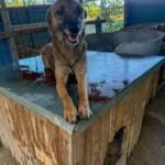 20250805-fotos-nisha-5