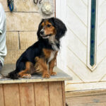 20250815-fotos-bobisha-1