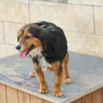 20251117-fotos-bobisha-1