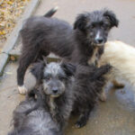 20251126-fotos-keanu-18