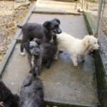 20251126-fotos-keanu-19