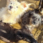 20251126-fotos-keanu-31