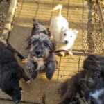 20251126-fotos-keanu-33