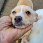 20251126-fotos-sassy-01