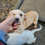 20251126-fotos-sassy-03