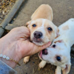 20251126-fotos-sassy-06