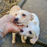 20251126-fotos-sassy-07