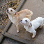 20251126-fotos-sassy-08