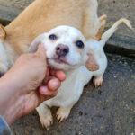 20251126-fotos-skipper-01