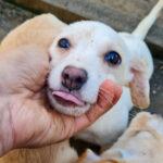 20251126-fotos-skipper-03