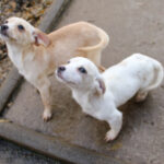 20251126-fotos-skipper-05