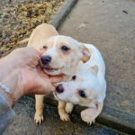 20251126-fotos-skipper-06