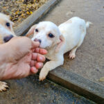 20251126-fotos-skipper-07