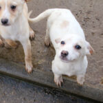 20251126-fotos-skipper-08