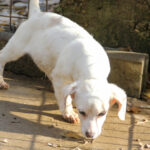 20251126-fotos-skipper-10