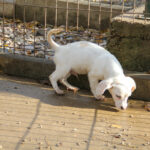 20251126-fotos-skipper-11