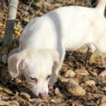 20251126-fotos-skipper-12