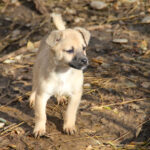 20251126-fotos-smoky-2