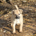 20251126-fotos-smoky-3