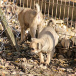 20251126-fotos-smoky-6