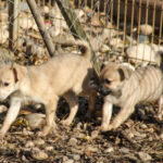 20251126-fotos-smoky-7