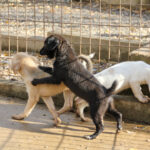 20251126-fotos-sushi-7