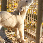 20251126-fotos-suzuki-4