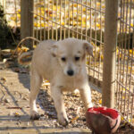 20251126-fotos-suzuki-5